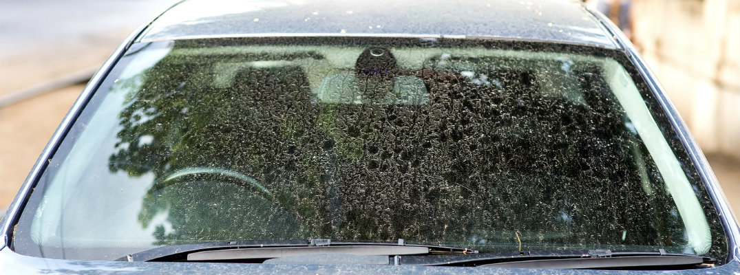 4 Types of Auto Glass Gunk & How to Safely Remove Them